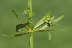 Galium tricornutum
