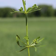 Galium tricornutum