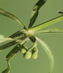 Galium tricornutum