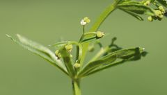 Galium tricornutum