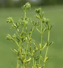 Galium tricornutum