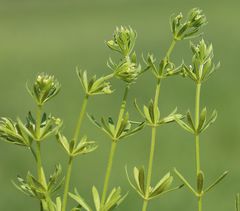 Galium tricornutum