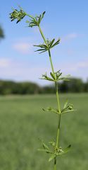 Galium tricornutum