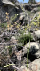 Piptatheropsis micrantha