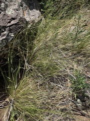 Piptatheropsis micrantha