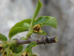 Rhamnus pumila