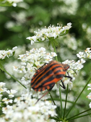Graphosoma italicum italicum