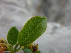 Rhamnus pumila