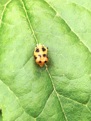 Harmonia axyridis