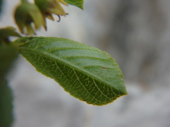Rhamnus pumila