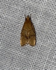 Psilocorsis quercicella