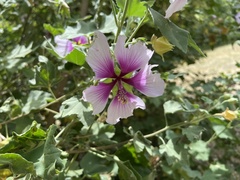 Malva subovata bicolor