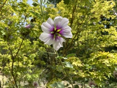 Malva subovata bicolor