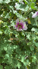 Malva subovata bicolor
