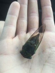 Neotibicen tibicen tibicen