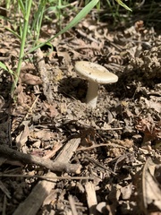 Amanita calyptratoides