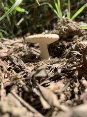 Amanita calyptratoides