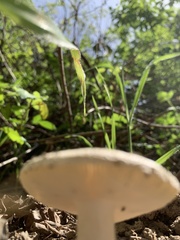 Amanita calyptratoides