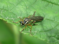 Dioctria