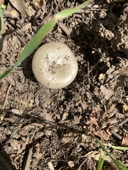 Amanita calyptratoides