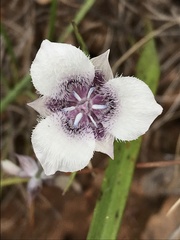 Calochortus tolmiei