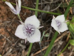 Calochortus tolmiei
