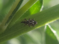 Cosmobaris scolopacea