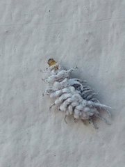 Cryptolaemus