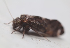 Nimbopsocus
