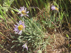 Erigeron poliospermus