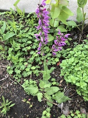 Salvia
