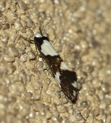 Philenora elegans