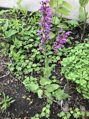 Salvia