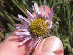 Erigeron poliospermus