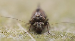 Nimbopsocus