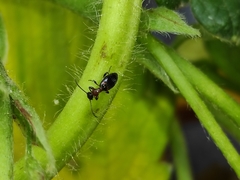 Anthelephila pedestris