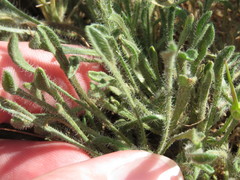 Erigeron poliospermus