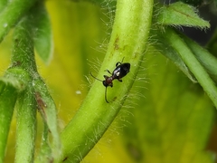 Anthelephila pedestris