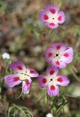 Clarkia gracilis sonomensis