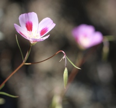 Clarkia gracilis sonomensis