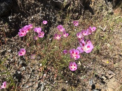 Clarkia gracilis sonomensis