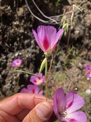 Clarkia gracilis sonomensis
