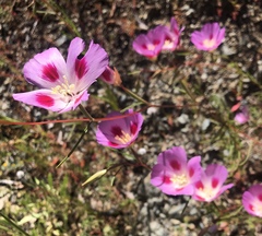 Clarkia gracilis sonomensis