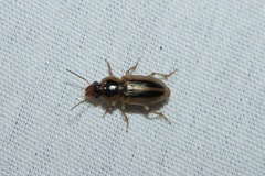 Stenolophus binotatus