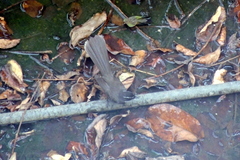 Rhipidura albogularis