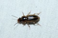 Stenolophus binotatus
