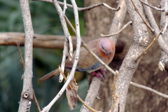 Streptopelia senegalensis