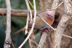Streptopelia senegalensis