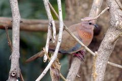 Streptopelia senegalensis