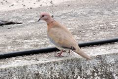Streptopelia senegalensis